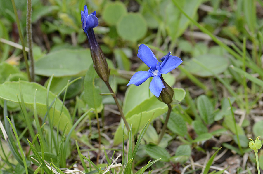 Dal passo Valles, Gentiana cfr. verna